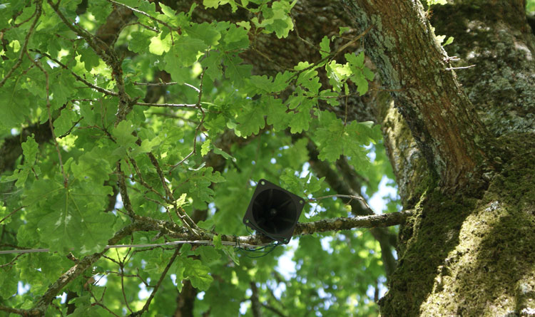 Apo33, L’oiseau et l’autre, installation sonore basée sur des chants d'oiseaux, 2012.